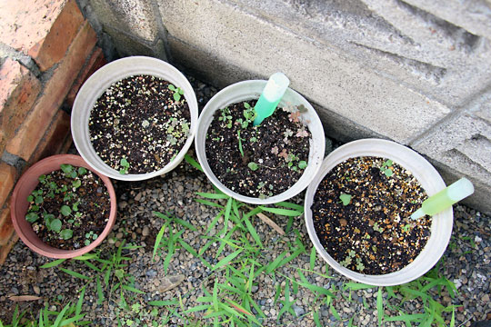 f:id:takahikonojima:20150806002827j:plain