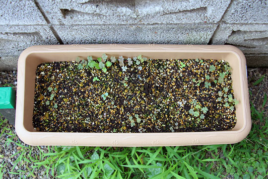 f:id:takahikonojima:20150806002834j:plain