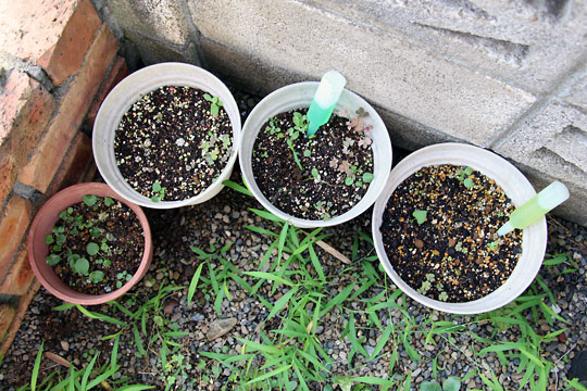 f:id:takahikonojima:20150806002843j:plain