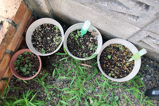 f:id:takahikonojima:20150806002858j:plain