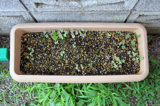 f:id:takahikonojima:20150806002904j:plain