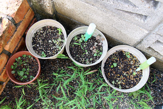 f:id:takahikonojima:20150808130137j:plain