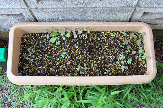 f:id:takahikonojima:20150808130148j:plain