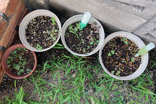 f:id:takahikonojima:20150808130159j:plain