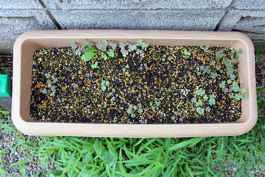 f:id:takahikonojima:20150808130207j:plain