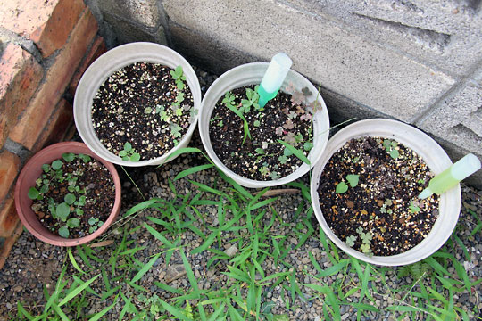 f:id:takahikonojima:20150808130215j:plain