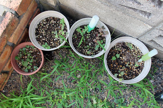 f:id:takahikonojima:20150808130231j:plain