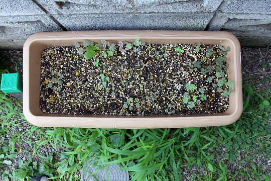 f:id:takahikonojima:20150808130240j:plain