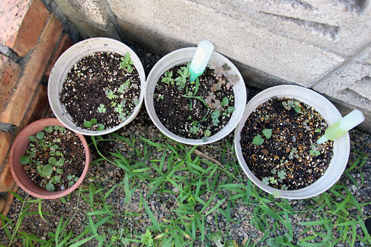 f:id:takahikonojima:20150808130250j:plain