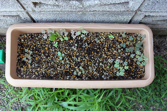 f:id:takahikonojima:20150808130302j:plain