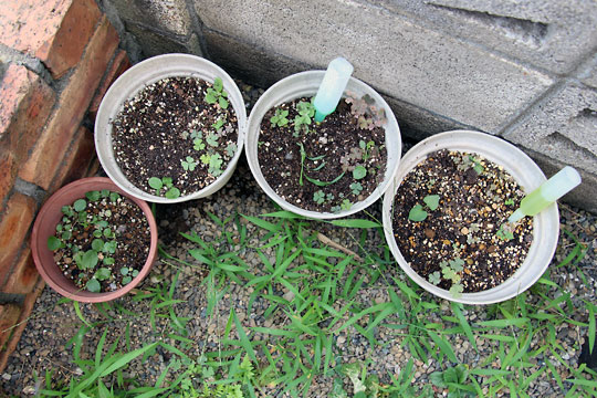 f:id:takahikonojima:20150808130308j:plain