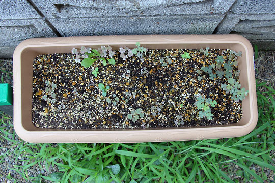 f:id:takahikonojima:20150808130317j:plain