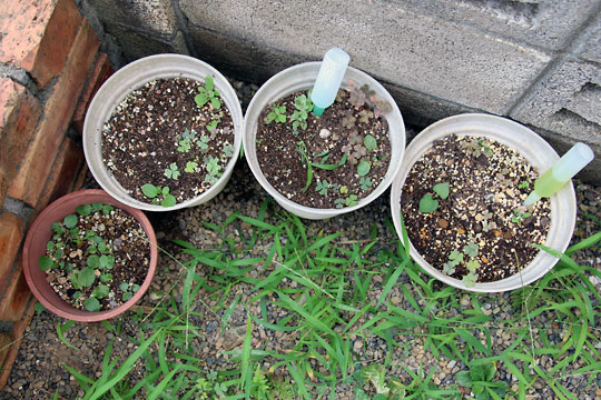 f:id:takahikonojima:20150808130323j:plain