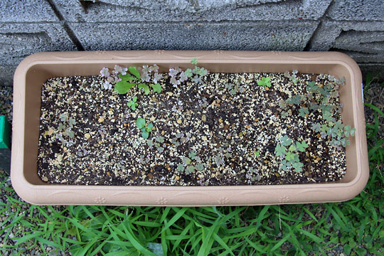 f:id:takahikonojima:20150808130331j:plain