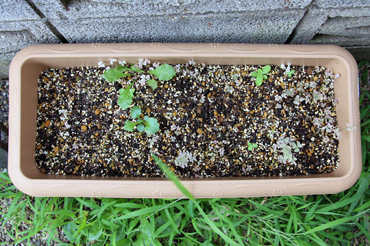 f:id:takahikonojima:20150822111045j:plain