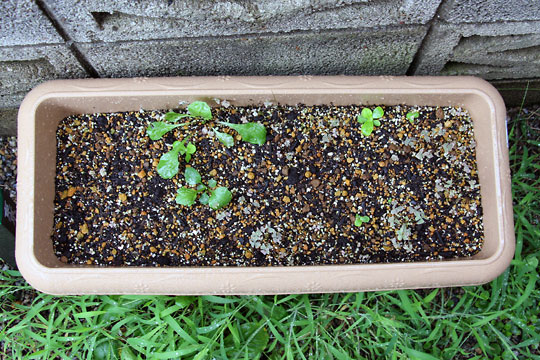 f:id:takahikonojima:20150822111102j:plain