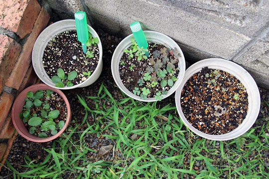 f:id:takahikonojima:20150822111115j:plain