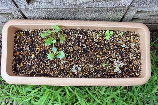 f:id:takahikonojima:20150822111125j:plain