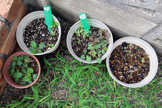 f:id:takahikonojima:20150822111135j:plain