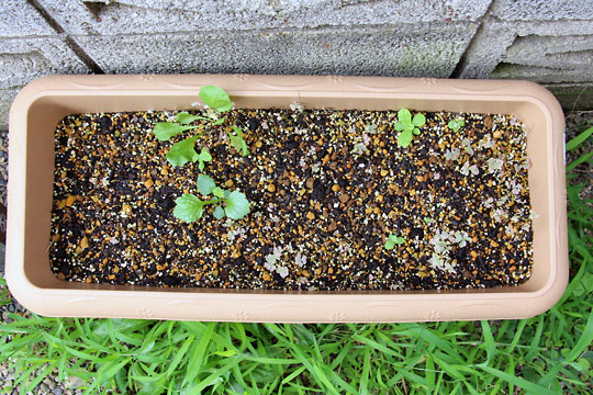 f:id:takahikonojima:20150822111152j:plain