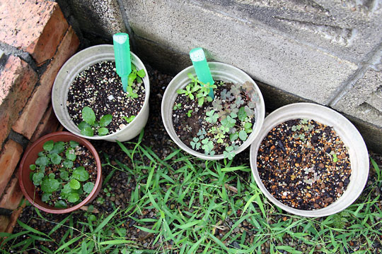 f:id:takahikonojima:20150822111201j:plain