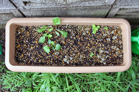 f:id:takahikonojima:20150822111216j:plain