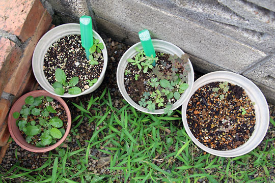 f:id:takahikonojima:20150822111245j:plain