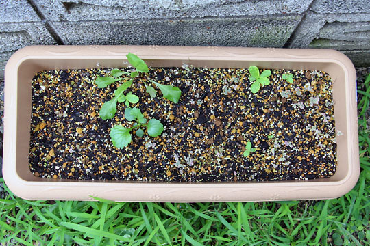 f:id:takahikonojima:20150822111255j:plain