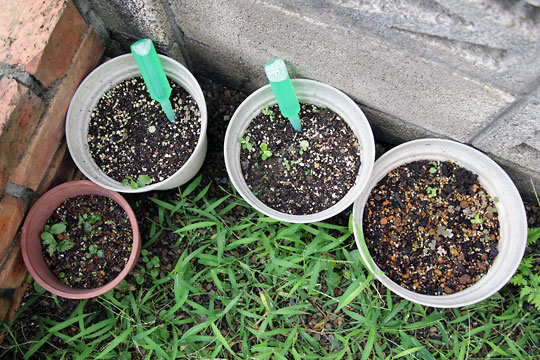 f:id:takahikonojima:20150906180621j:plain