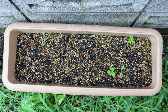 f:id:takahikonojima:20150906180647j:plain f:id:takahikonojima:20150906180647j:plain