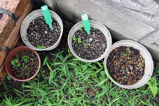 f:id:takahikonojima:20150906180849j:plain