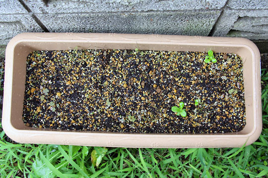 f:id:takahikonojima:20150906180855j:plain f:id:takahikonojima:20150906180855j:plain