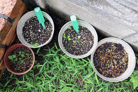 f:id:takahikonojima:20150906181121j:plain