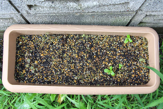 f:id:takahikonojima:20150906181131j:plain f:id:takahikonojima:20150906181131j:plain