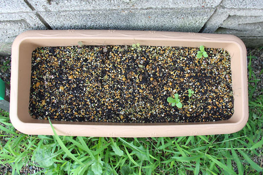 f:id:takahikonojima:20150906181314j:plain f:id:takahikonojima:20150906181314j:plain