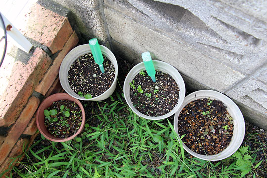 f:id:takahikonojima:20150906181326j:plain f:id:takahikonojima:20150906181326j:plain