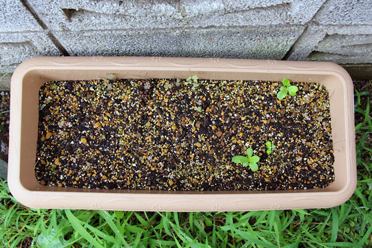 f:id:takahikonojima:20150906181337j:plain f:id:takahikonojima:20150906181337j:plain