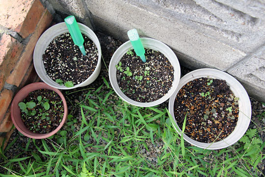 f:id:takahikonojima:20150906181347j:plain f:id:takahikonojima:20150906181347j:plain