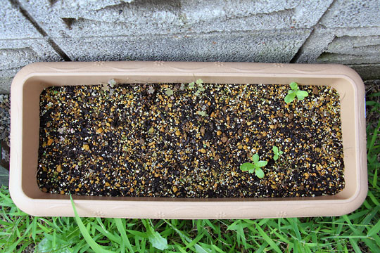 f:id:takahikonojima:20150906181401j:plain f:id:takahikonojima:20150906181401j:plain