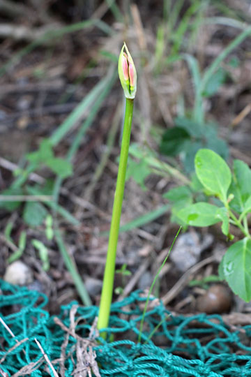 f:id:takahikonojima:20150906182036j:plain f:id:takahikonojima:20150906182036j:plain