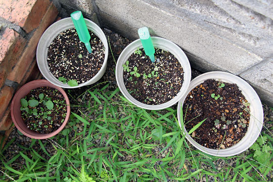 f:id:takahikonojima:20150913102250j:plain