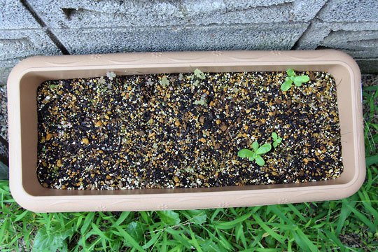 f:id:takahikonojima:20150913102257j:plain