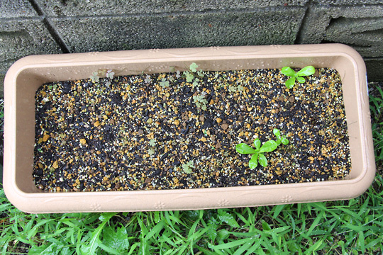 f:id:takahikonojima:20150913102318j:plain