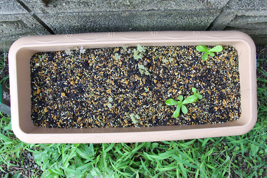 f:id:takahikonojima:20150913102346j:plain