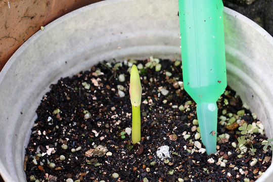 f:id:takahikonojima:20150913102353j:plain