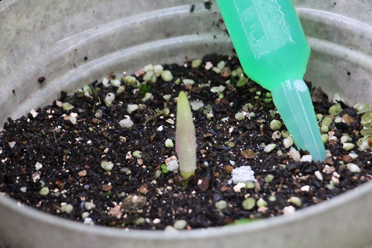 f:id:takahikonojima:20150913102413j:plain