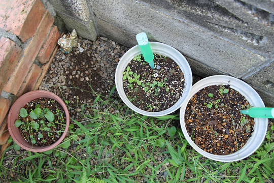 f:id:takahikonojima:20150913102421j:plain