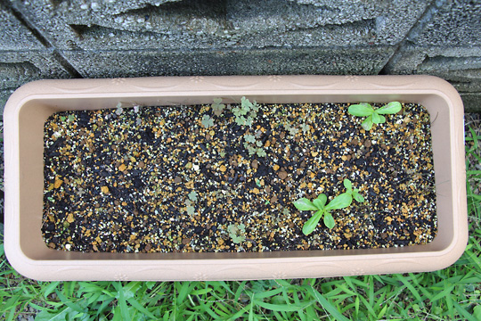 f:id:takahikonojima:20150913102434j:plain