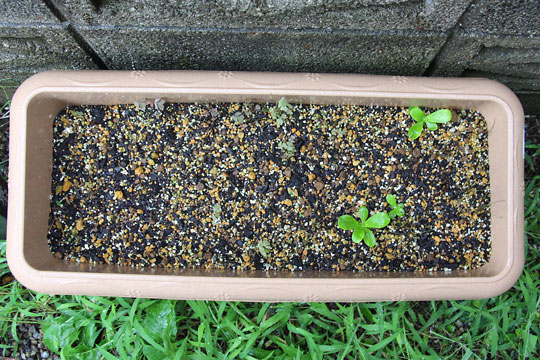 f:id:takahikonojima:20150913102532j:plain