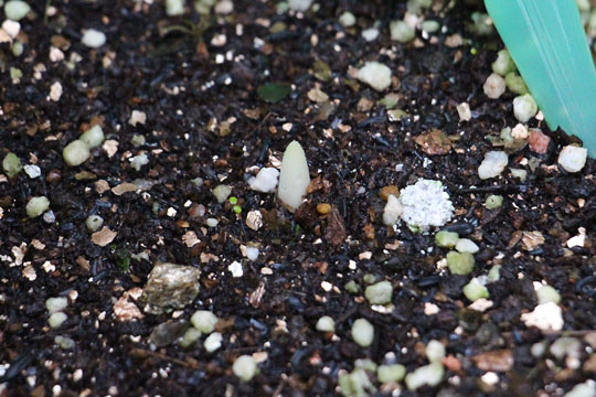 f:id:takahikonojima:20150913102542j:plain